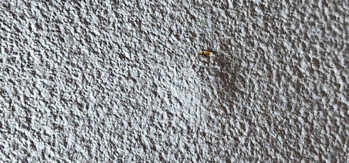 A single nail pop on a smooth drywall surface with cracks.